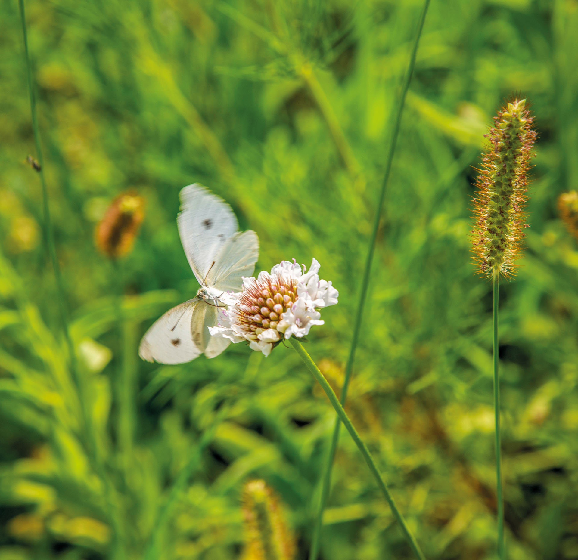 Casa Blumen su Rimini IN Magazine