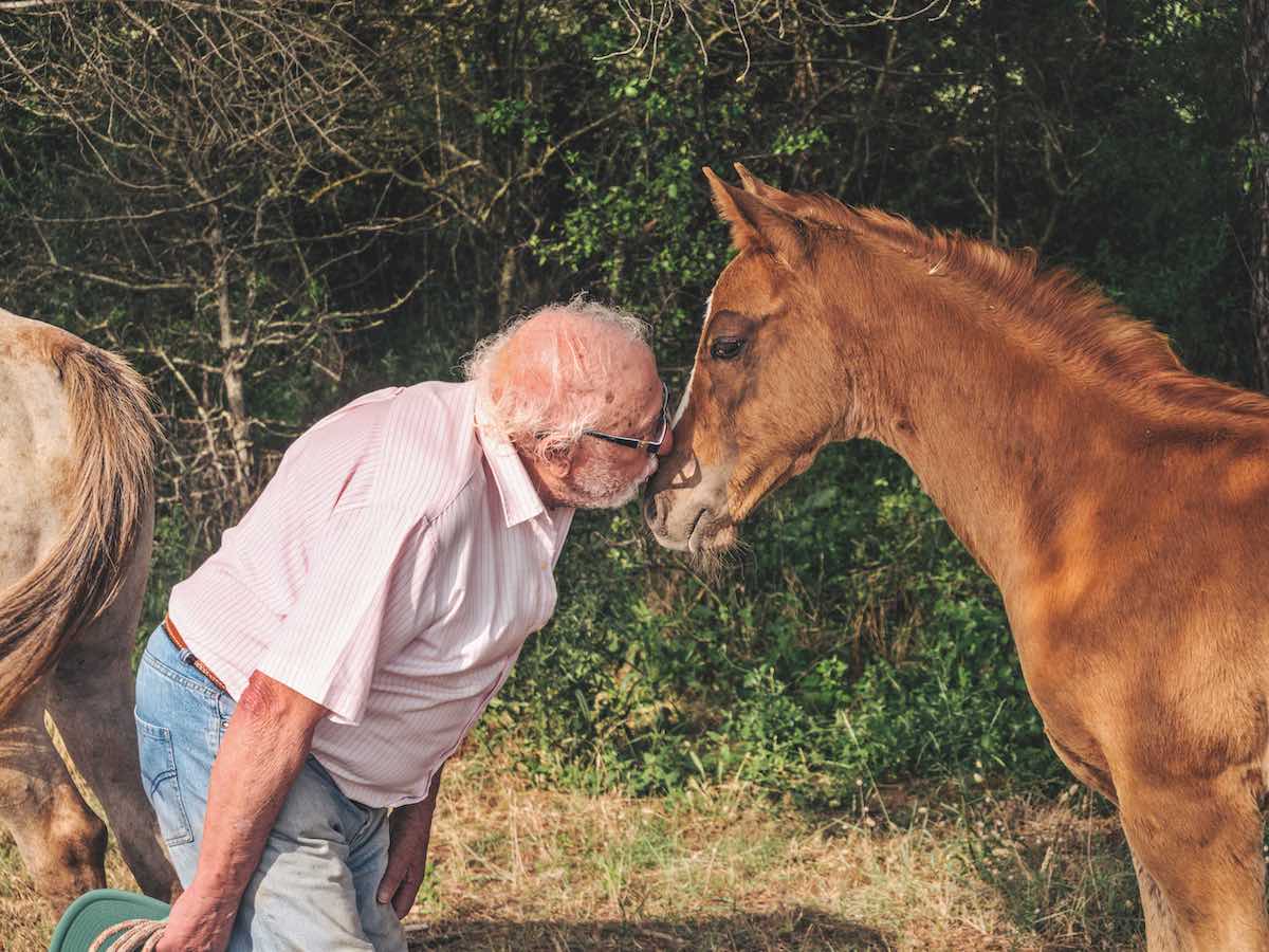 Pineta San Vitale: cavalli in libertà