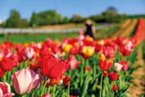 Tulipani a Cesena, dove trovarli