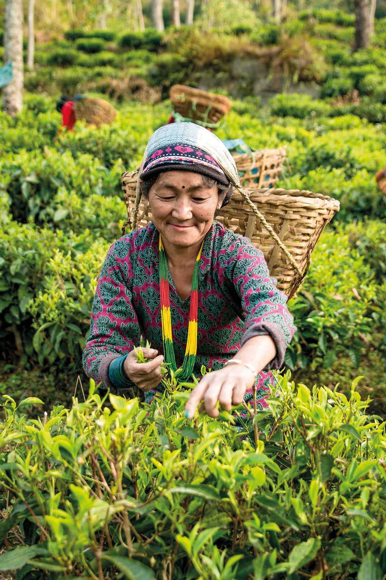 Hindigena Teas: tè del mondo