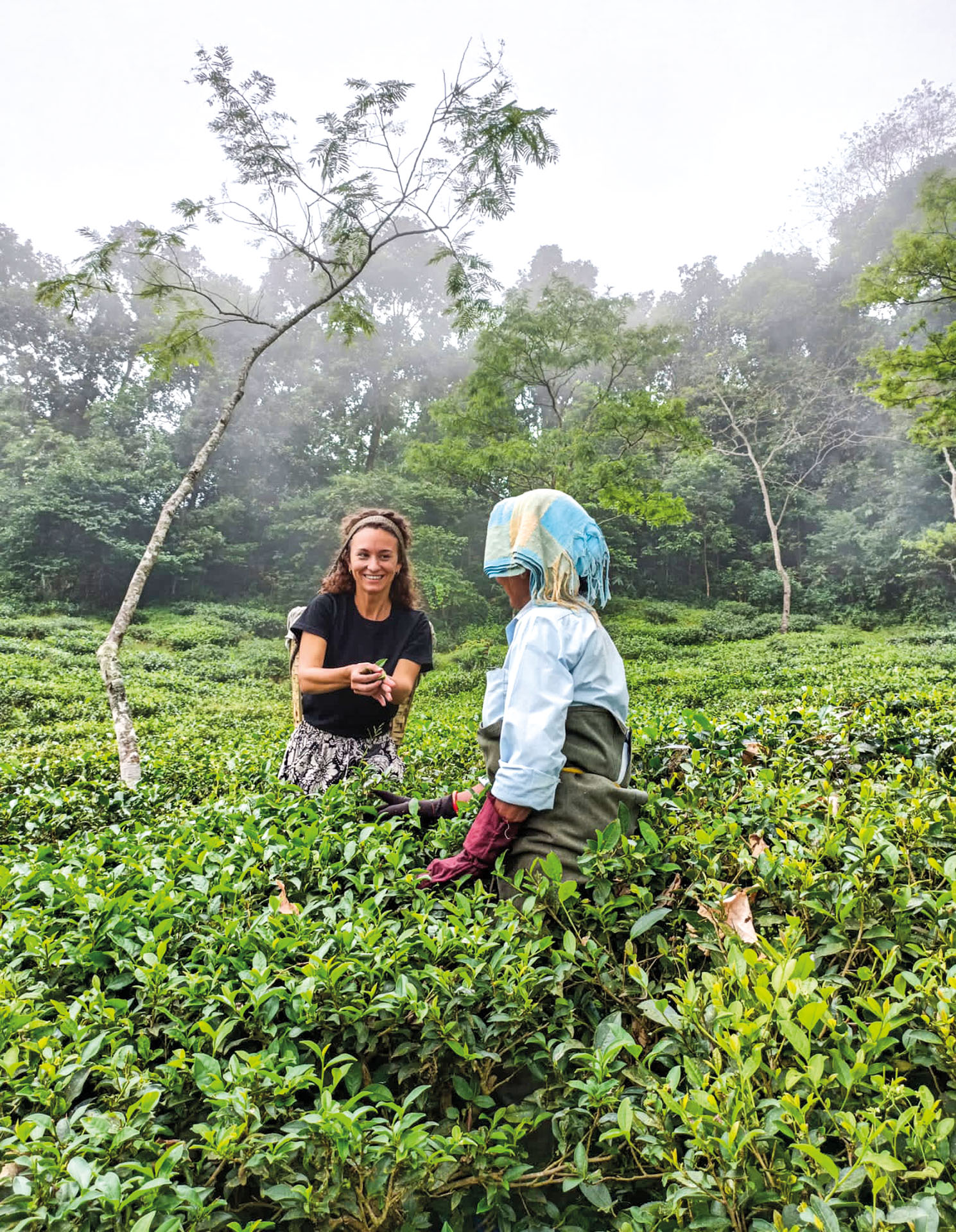 Hindigena Teas: tè del mondo