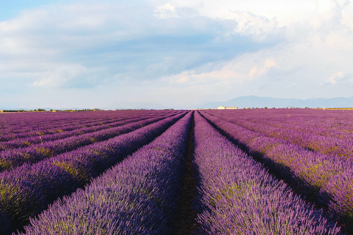 Lavanda mania: angoli tra san Tomè e Cesena